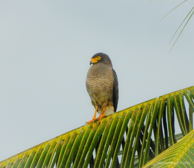 Wegbuizerd - roadside hawk (Rupornis magnirostris)
