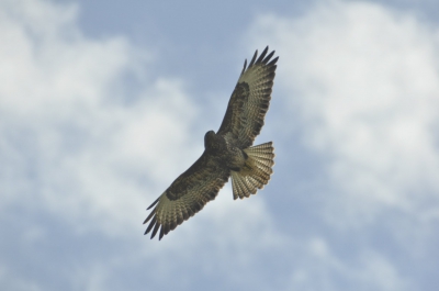 arendbuizerd - Buteo rufinus - Long-legged buzzard
