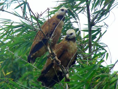 moerasbuizerd - Black-collared hawk - Busarellus nigricollis
Surinam 2005
