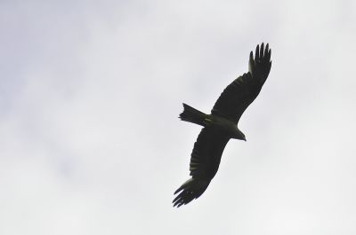 zwarte wouw - Black kite - Milvus migrans
Luxemburg 2020
Keywords: zwarte wouw;Milvus migrans