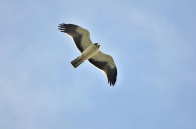 dwergarend - Booted eagle - Hieraaetus pennatus
Spanje (Valencia) 2017
Keywords: dwergarend;Hieraaetus pennatus