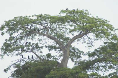 kapgier - Necrosyrtes monachus - Hooded vulture
