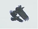 Harrier-hawk_chased_by_Pied_Crow.jpg