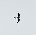 Swallow-tailed_Kite.jpg