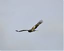 booted_eagle2.jpg