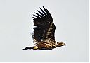 white-tailed_eagle.jpg