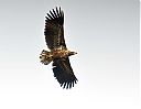 white-tailed_eagle_3.jpg