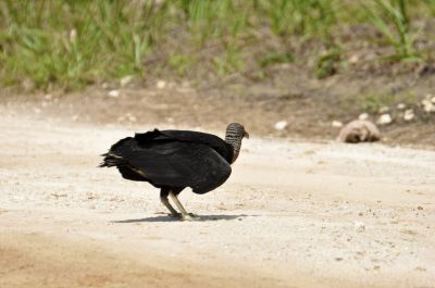 Zwarte gier - Coragyps atratus - black vulture
