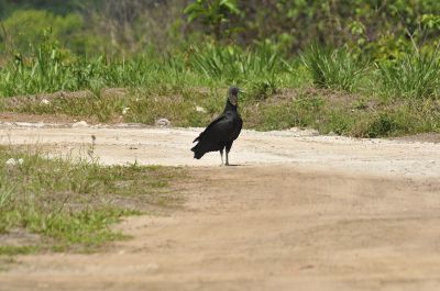 Zwarte gier - Coragyps atratus - black vulture
