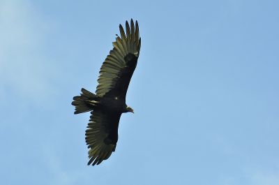 kalkoengier - Cathartes aura - Turkey vulture
