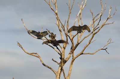 kalkoengier - Cathartes aura - Turkey vulture
Ook wel roodkopgier genoemd
Keywords: kalkoengier;Cathartes aura