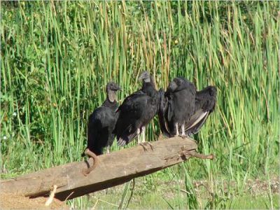 Zwarte gier - Coragyps atratus - Black vulture
Keywords: Zwarte gier;Coragyps atratus