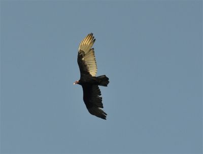 Kleine geelkopgier - Cathartes burrovianus - lesser yellow-headed vulture 
