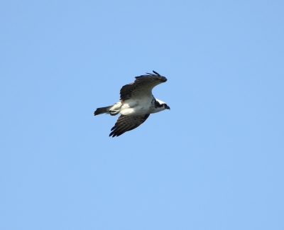 visarend - Pandion haliaetus - Osprey
