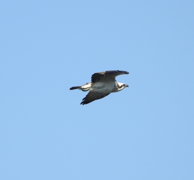 visarend - Pandion haliaetus - Osprey
