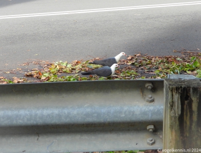 Witkopduif - Columba leucomela - White-headed pigeon
