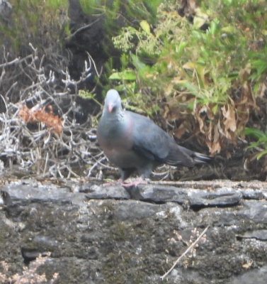 trocazduif (Columba trocaz) Trocaz pigeon
