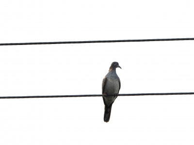 Roodnekzebraduif - Geopelia humeralis - Bar-shouldered dove
