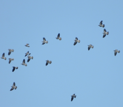 Knoedelduif - Lopholaimus antarcticus - Topknot pigeon
