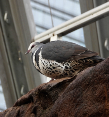 Wongaduif - Leucosarcia melanoleuca - Wonga pigeon
