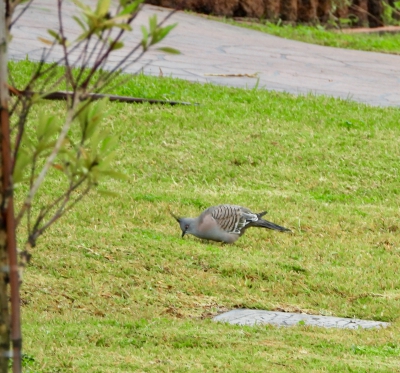 Australische kuifduif - Crested Pigeon- Ocyphaps lophotes
