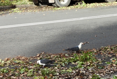 Witkopduif - Columba leucomela - White headed pigeon
