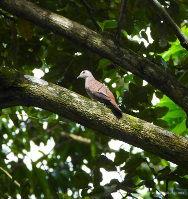 Dwergduif - plain-breasted ground dove (Columbina minuta)
