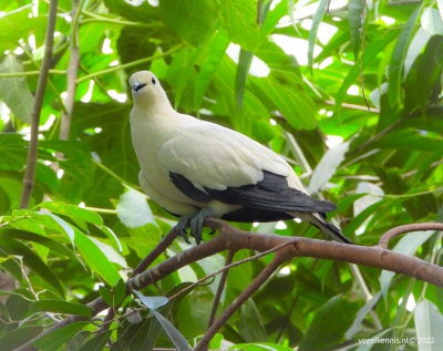 Bonte muskaatduif - Pied imperial-pigeon (Ducula bicolor)
