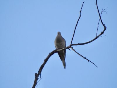 Mourning Dove - treurduif 1

