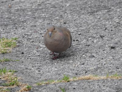 Mourning Dove - treurduif 3
