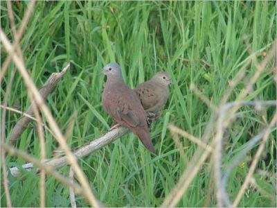 dwergduif - Columbina minuta - Plain-breasted ground dove
