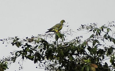 Afrikaanse papegaaiduif - Treron calvus - African green pigeon
Keywords: Afrikaanse papegaaiduif;Treron calvus - African green pigeon
