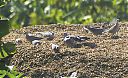speckled_pigeon_and_others.jpg