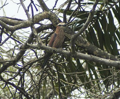 roodkruinscharrelaar - Coracias naevius
Keywords: roodkruinscharrelaar;Coracias naevius