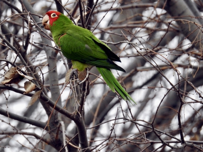 Red-masked parakeet - Ecuadoraratinga - Psittacara erythrogenys
