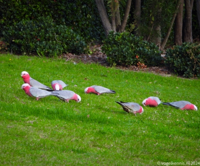 Roze kaketoe - Eolophus roseicapilla - Galah
