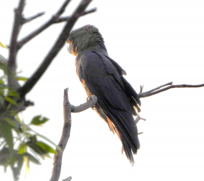 bruine raafkaketoe - Calyptorhynchus lathami - Glossy black cockatoo
