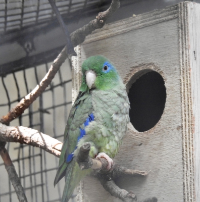 Spectacled parrotlet
