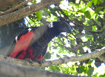 Borstelkoppapegaai - Psittrichas fulgidus - Pesquet's parrot

