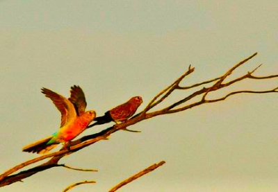 Maisparkiet - Eupsitula pertinax - Brown-throated parakeet
