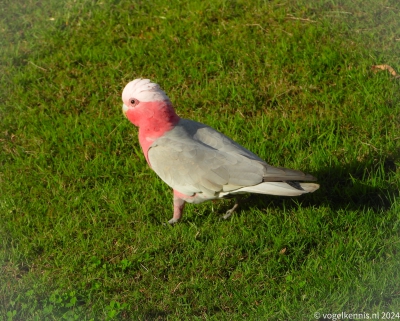 Roze kaketoe - Eolophus roseicapilla - Galah
