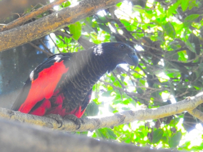 Borstelkoppapegaai - Pesquets parrot (Psittrichas fulgidus)
