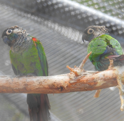 Groenwangparkiet - Green-cheeked parakeet (Pyrrhura molinae)
