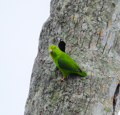Groene muspapegaai - green-rumped parrotlet (Forpus passerinus)
