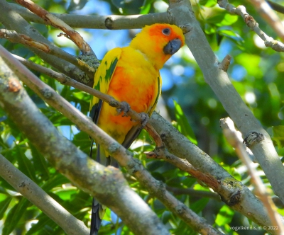 goudparkiet - golden parakeet (Guaruba guarouba)
