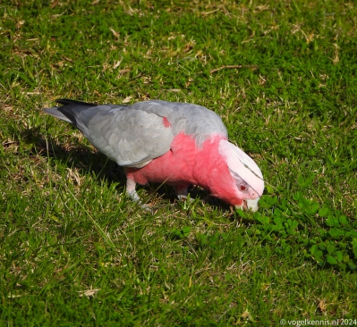 Roze kaketoe - Eolophus roseicapilla - Galah
