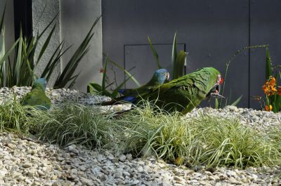 blauwkopara - Primolius couloni - Blue-headed macaw
Keywords: blauwkopara;Primolius couloni