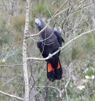 bruine raafkaketoe - Calyptorhynchus lathami - Glossy black cockatoo
