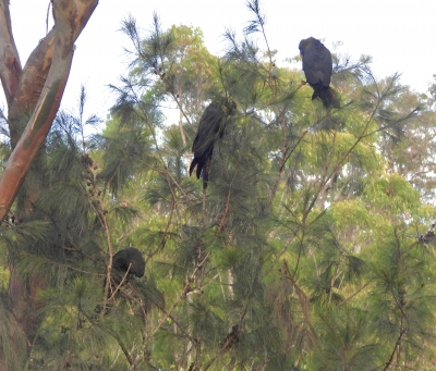 bruine raafkaketoe - Calyptorhynchus lathami - Glossy black cockatoo
