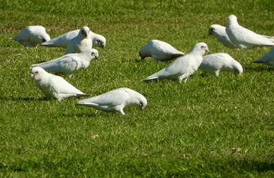 Naaktoogkaketoe - Cacatua sanguinea - Little corella
